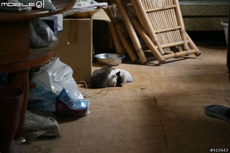 野貓跑進家裡怎麼辦